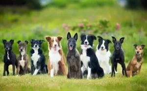 How 5 Stories Will Change Your logic, FEIST DOG BREED