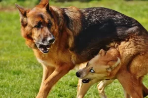 How 5 Stories Will Change Your logic, FEIST DOG BREED