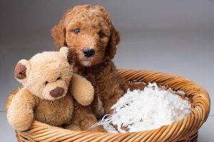 These 10 Secrets Will Make Your Teddy Bear Dog Look Amazing