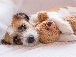 These 10 Secrets Will Make Your Teddy Bear Dog Look Amazing