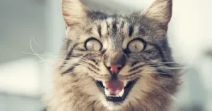 Cat Meowing 
