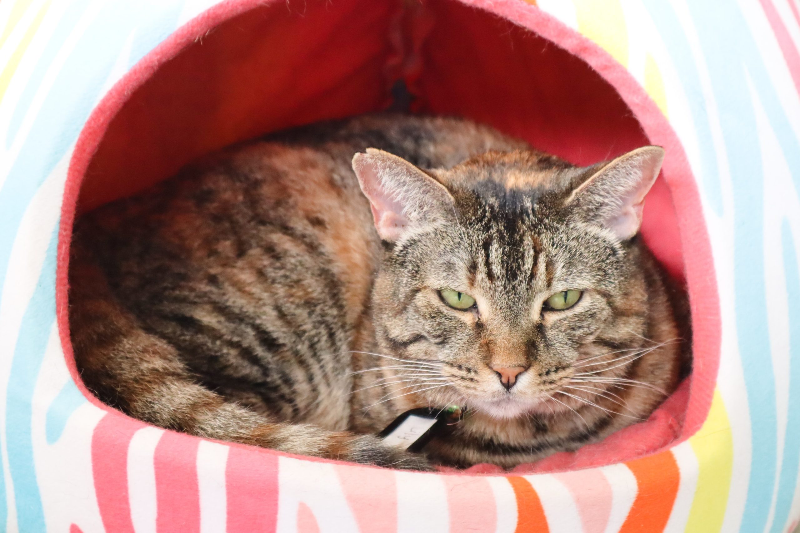 Videos For Cats
