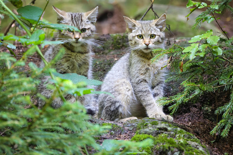 wild cats