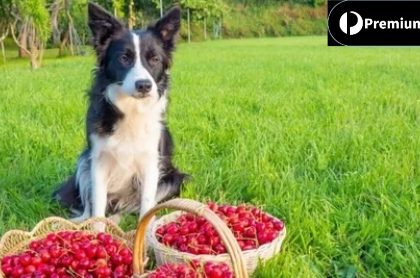 Can Dogs Have Strawberries